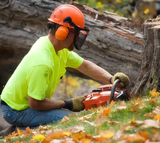 tree services Calcium